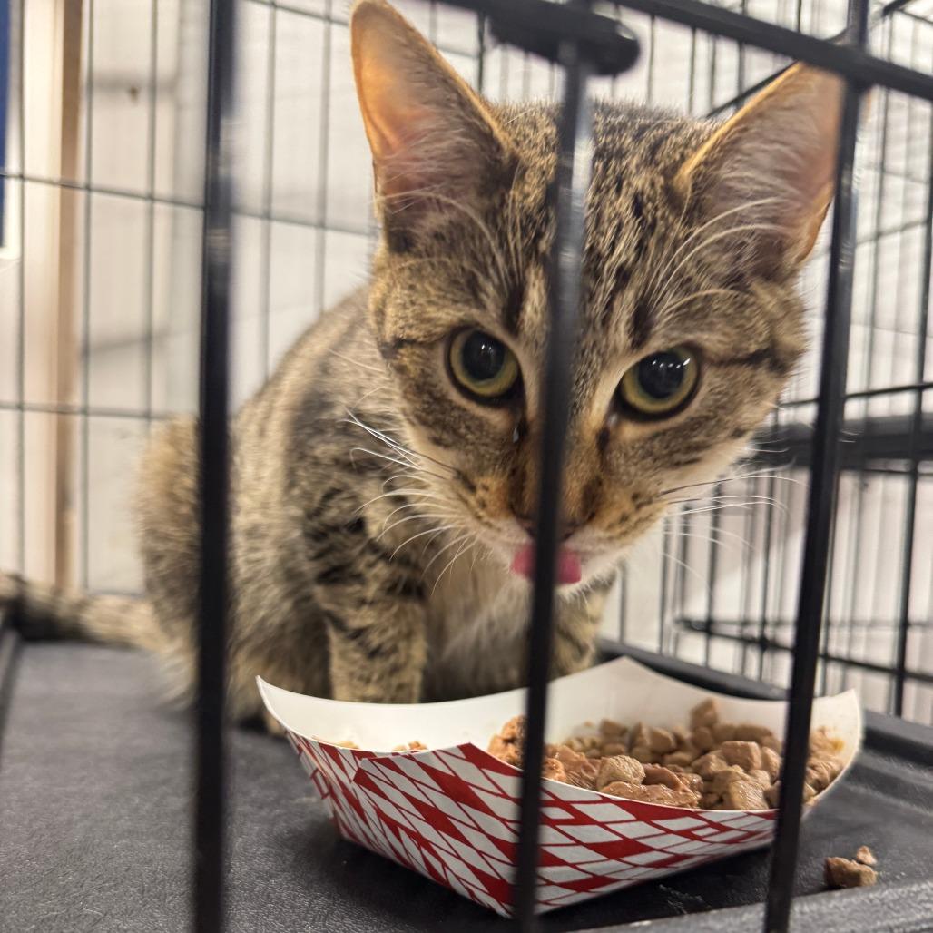 Enlarge Linden ARC2025-413, a Adoptable Domestic Short Hair in Akron, NY image 1/1