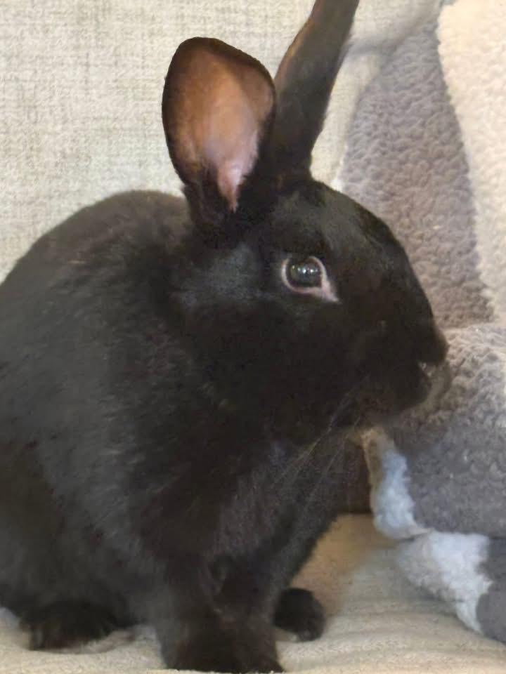 Sneezy , ADOPTABLE, Adult Male New Zealand.