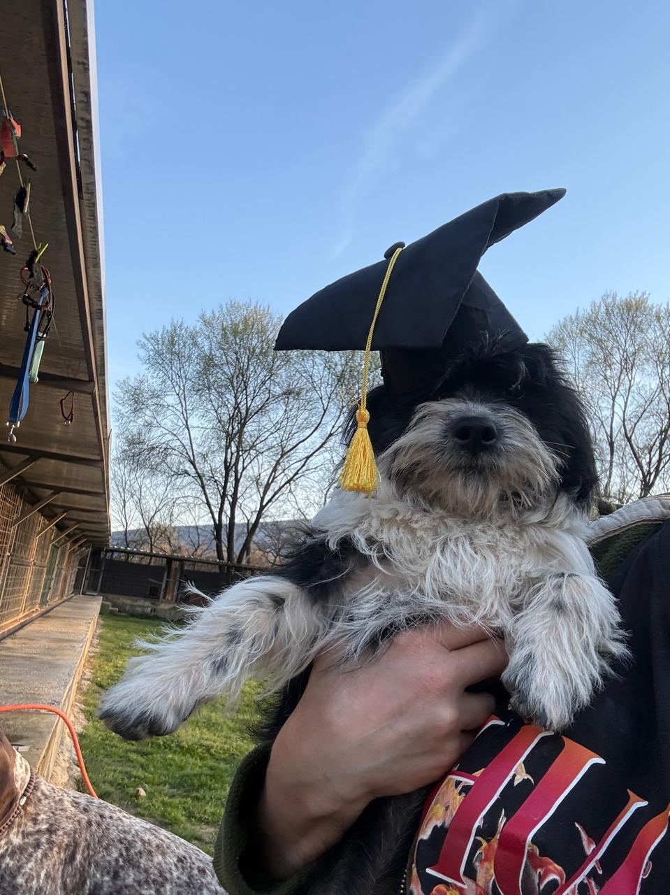 Mina, an adopted mixed breed in Shrewsbury, MA image 3/4