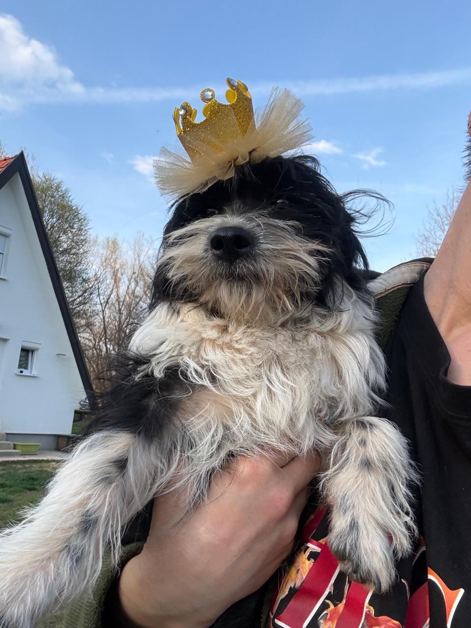 Mina, an adopted mixed breed in Shrewsbury, MA image 4/4