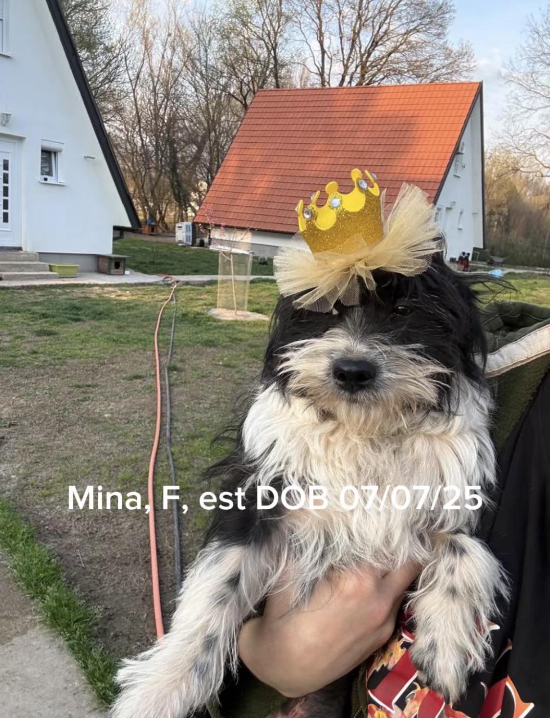 Mina, an adopted mixed breed in Shrewsbury, MA image 1/4