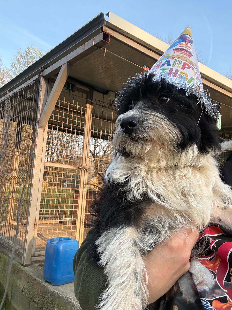 Mina, an adopted mixed breed in Shrewsbury, MA image 2/4