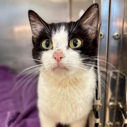 Valkyrie, ADOPTABLE, Young Female Domestic Short Hair.