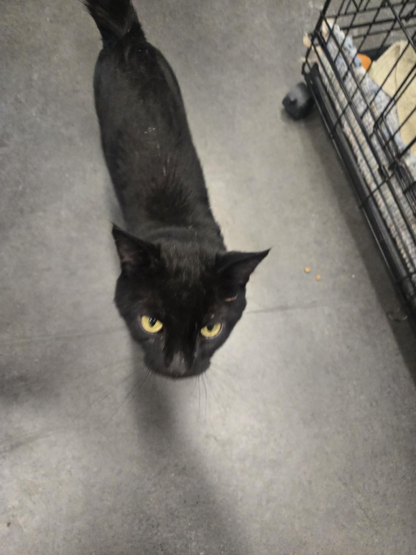 Roman, a ADOPTABLE Domestic Short Hair in Joliet, IL image 2/2
