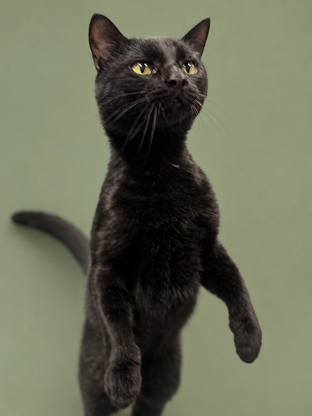 Roman, ADOPTABLE, Adult Male Domestic Short Hair.