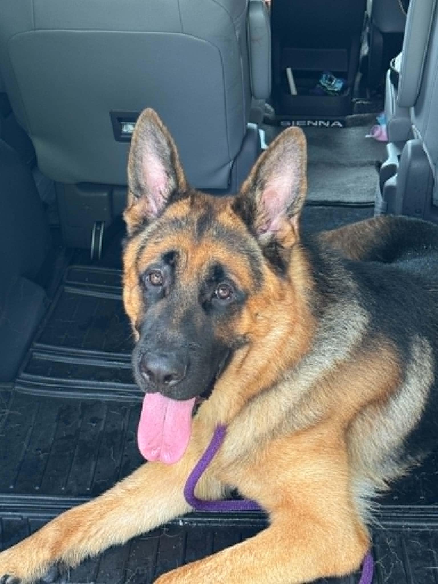 Hunter 3169, Adoptable, Young Male German Shepherd Dog.