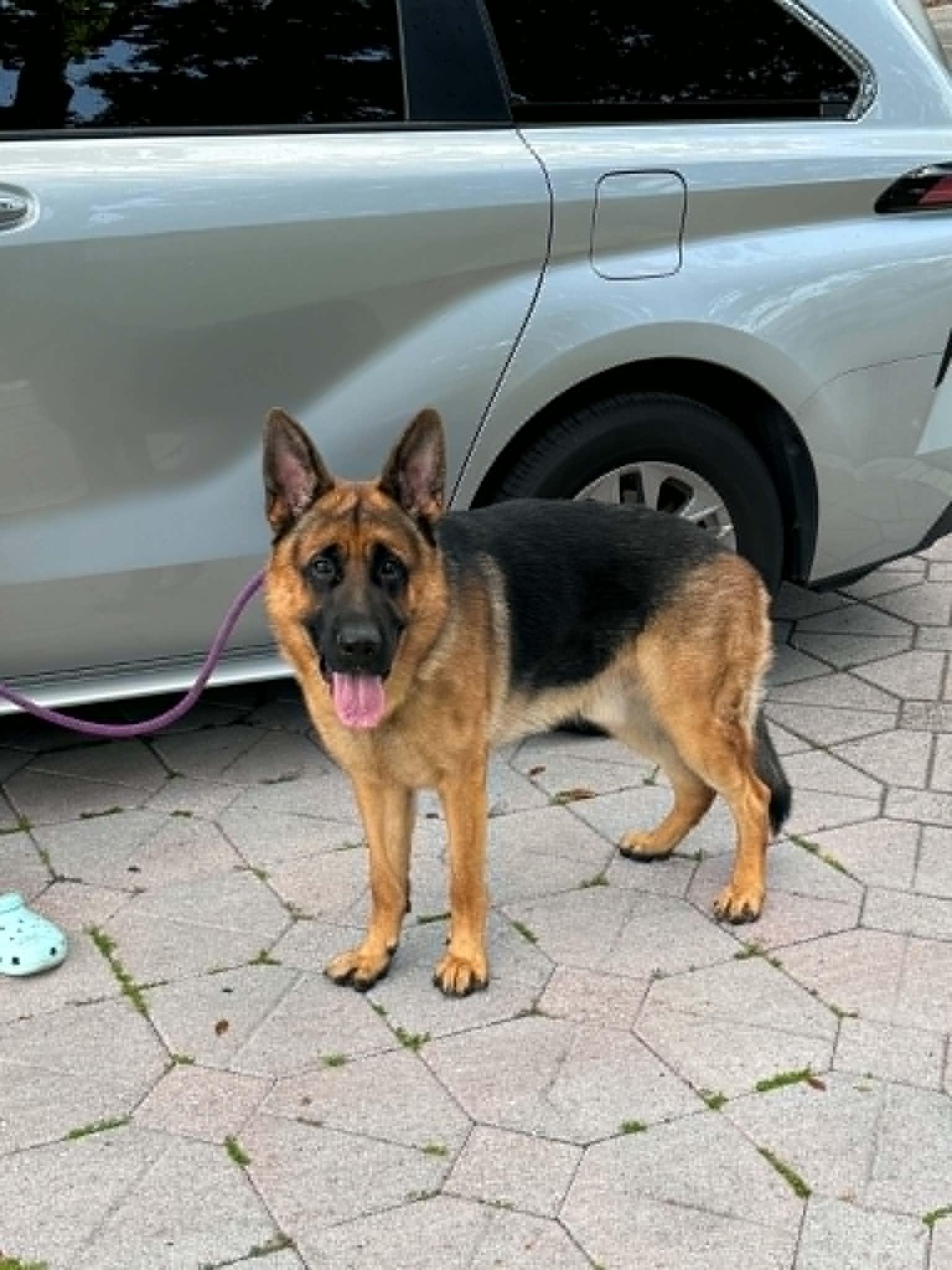 Hunter 3169, a Adoptable German Shepherd Dog in Pompano Beach, FL image 2/2