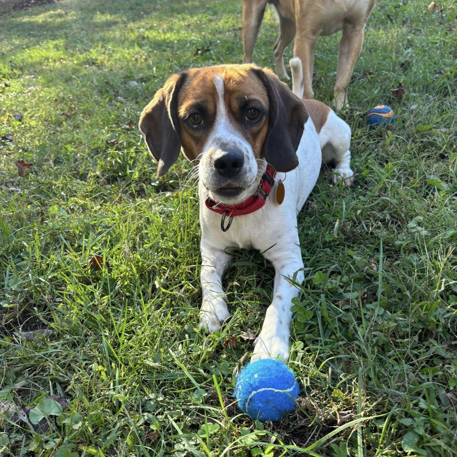 Brody, adoptable, Young Male Beagle & Cocker Spaniel.