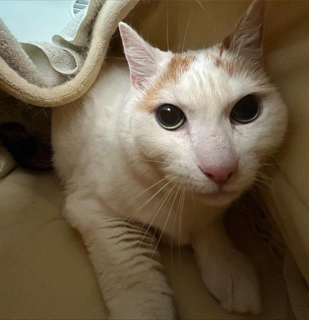 MITZI, Adoptable, Adult Female Domestic Short Hair.