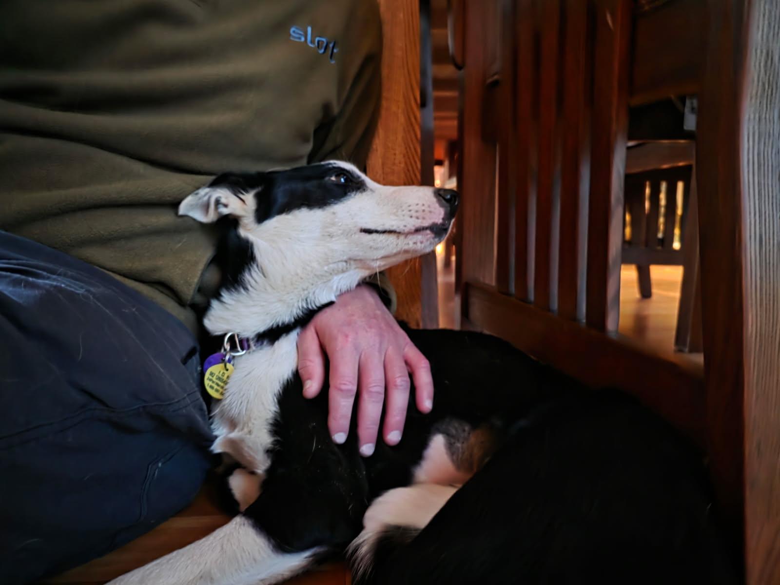 Zoey, an adoptable Border Collie in Glenrock, WY, 82637 | Photo Image 2