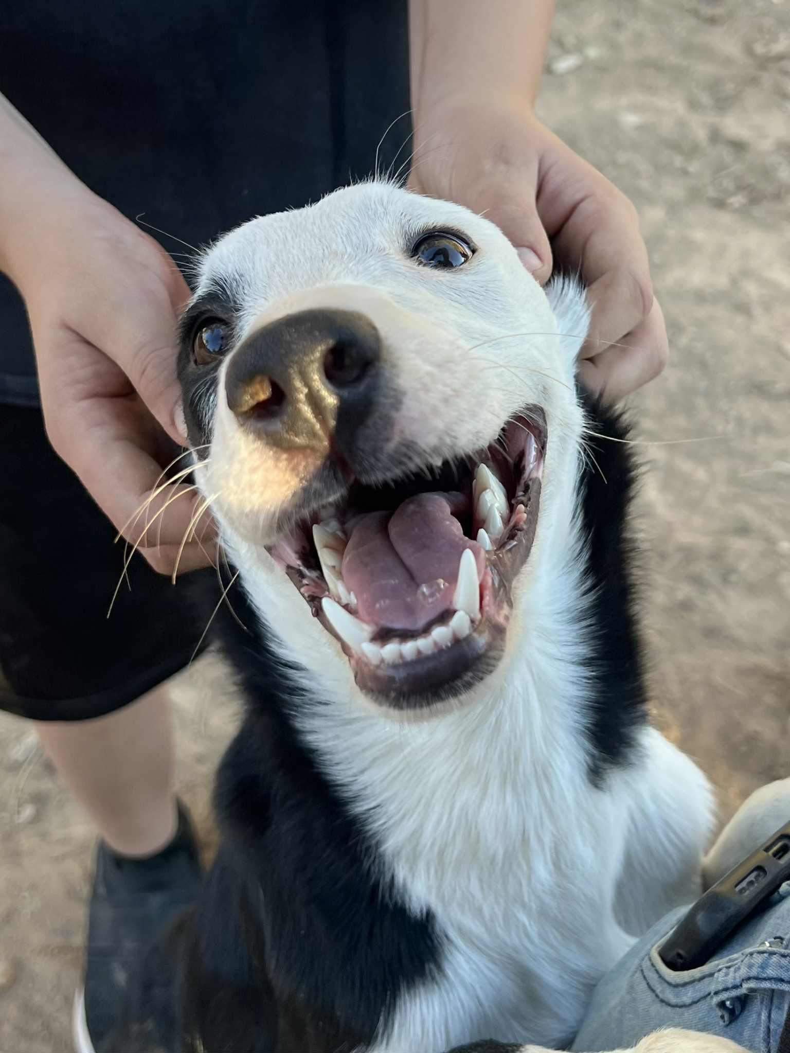 Enlarge Zoey, a Adoptable Border Collie in Glenrock, WY image 1/4