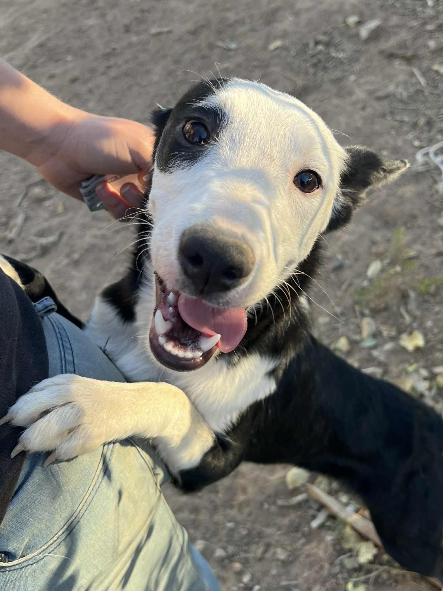 Zoey, an adoptable Border Collie in Glenrock, WY, 82637 | Photo Image 3