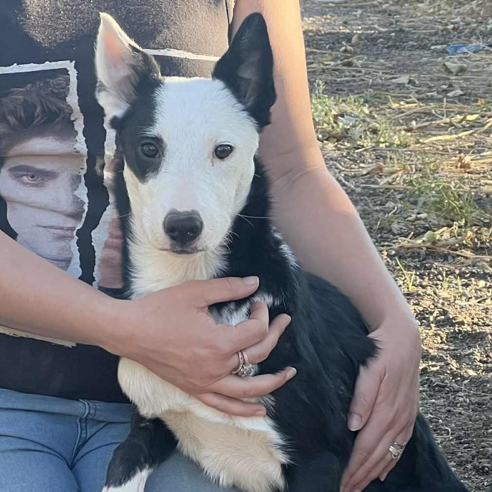 Zoey, an adoptable Border Collie in Glenrock, WY, 82637 | Photo Image 4