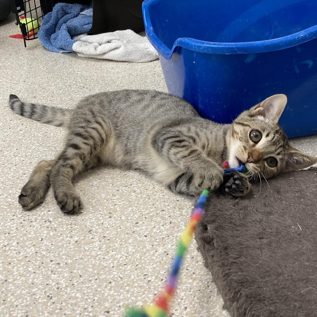 Malcolm, Adoptable, Young Male Domestic Short Hair.