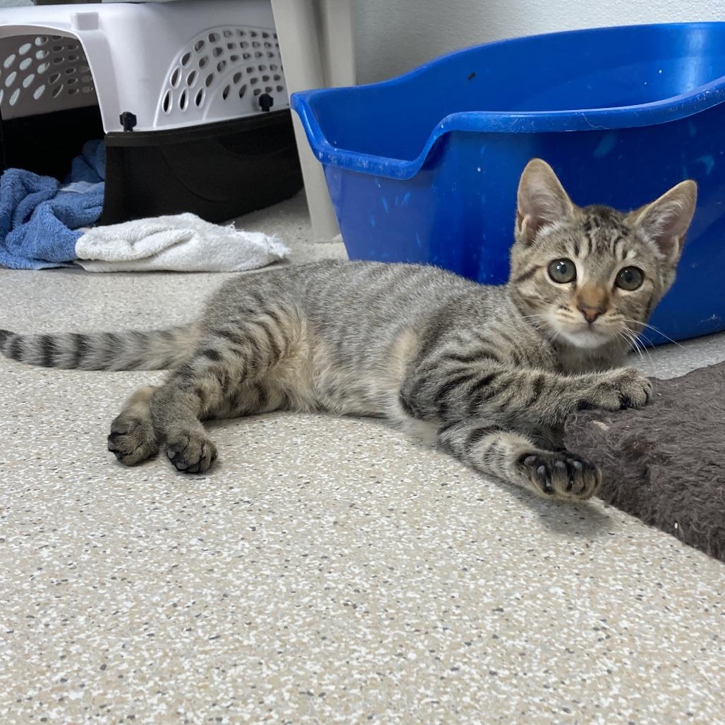 Enlarge Malcolm, a Adoptable Domestic Short Hair in St. Helena, CA image 2/4