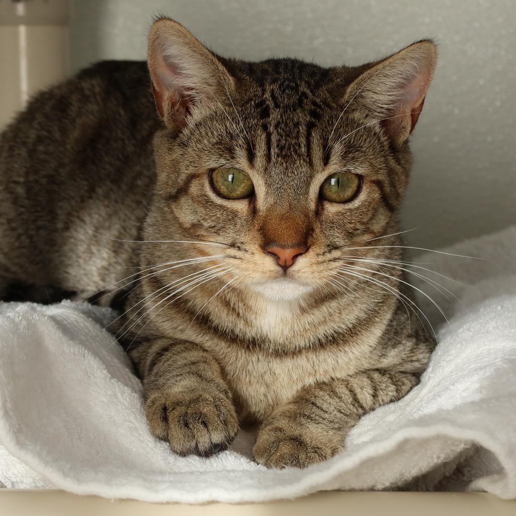 Enlarge Malcolm, a Adoptable Domestic Short Hair in St. Helena, CA image 3/6