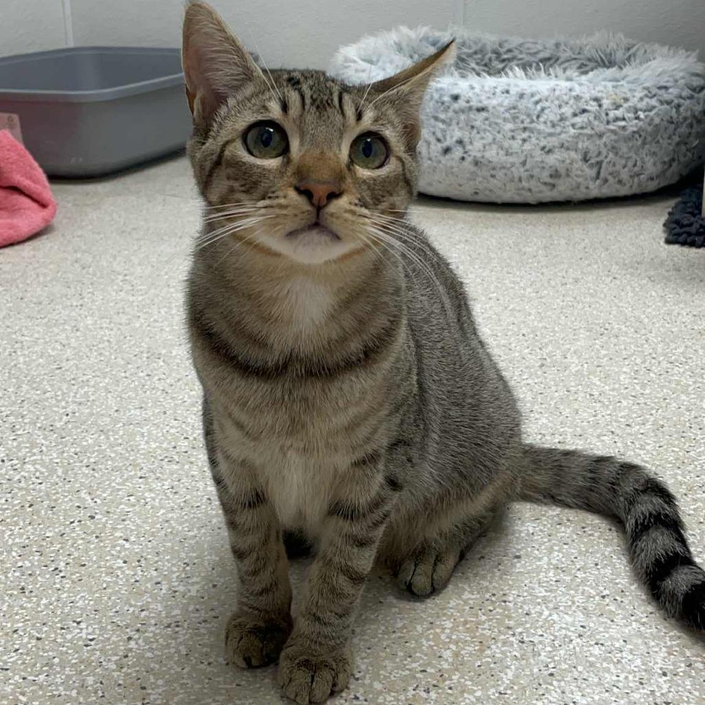 Enlarge Malcolm, a Adoptable Domestic Short Hair in St. Helena, CA image 3/4