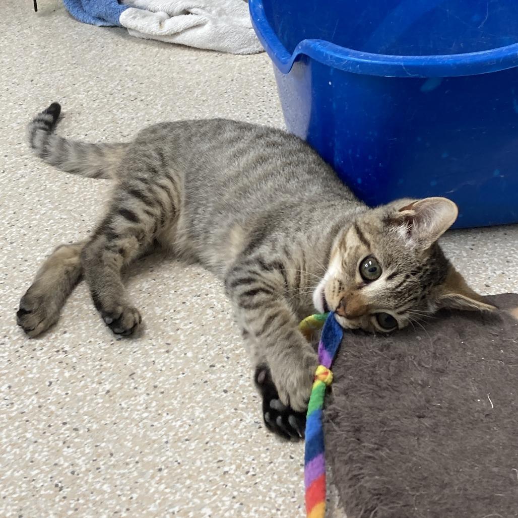 Enlarge Malcolm, a Adoptable Domestic Short Hair in St. Helena, CA image 4/4