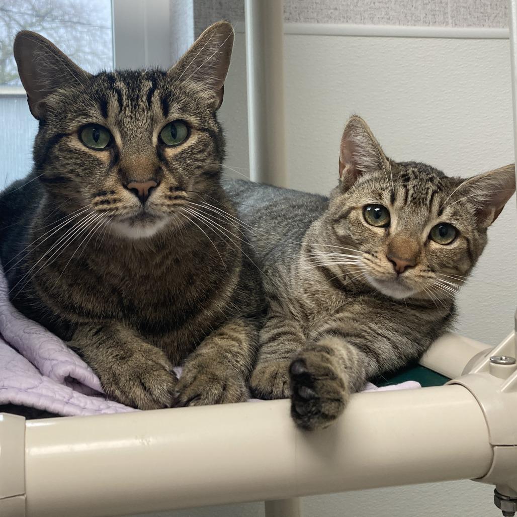 Enlarge Malcolm, a Adoptable Domestic Short Hair in St. Helena, CA image 6/6