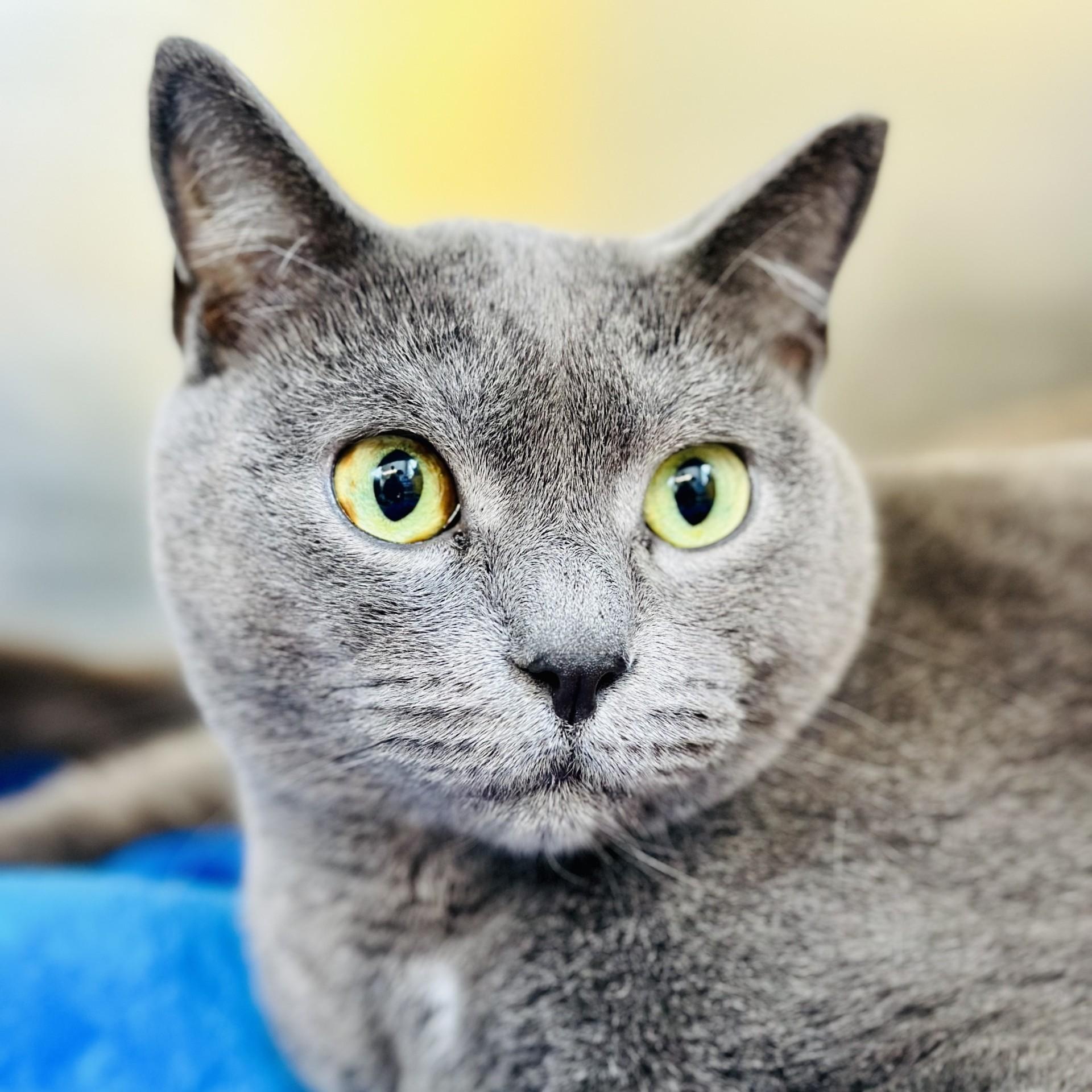 Enlarge Forest , a ADOPTABLE Domestic Short Hair in Jackson, NJ image 2/2