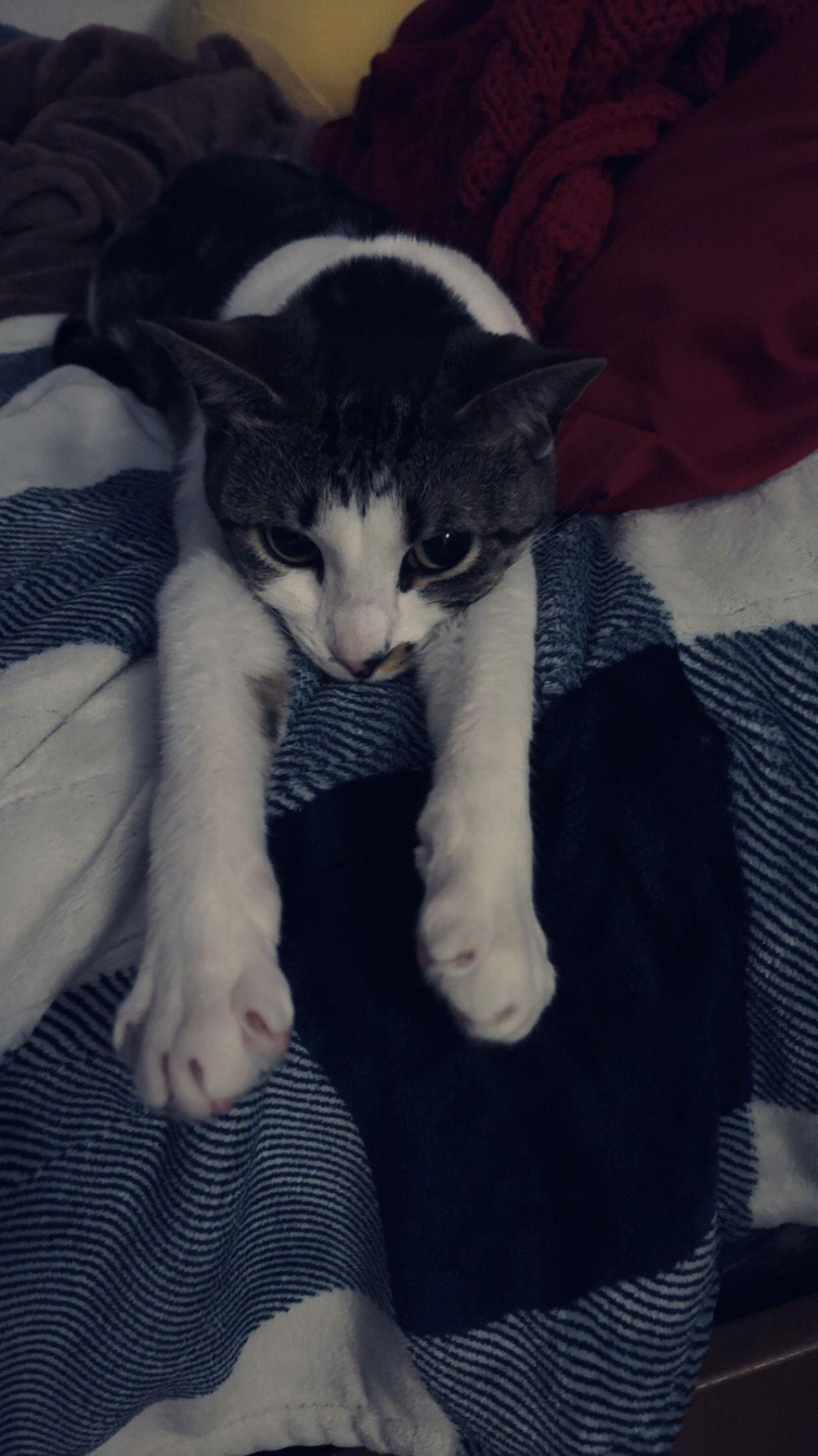 Rosie, Adoptable, Adult Female American Shorthair & Tabby.