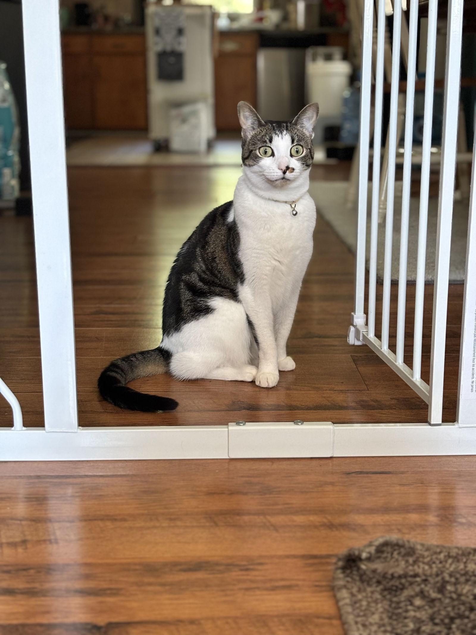 Rosie — thumbnail 2