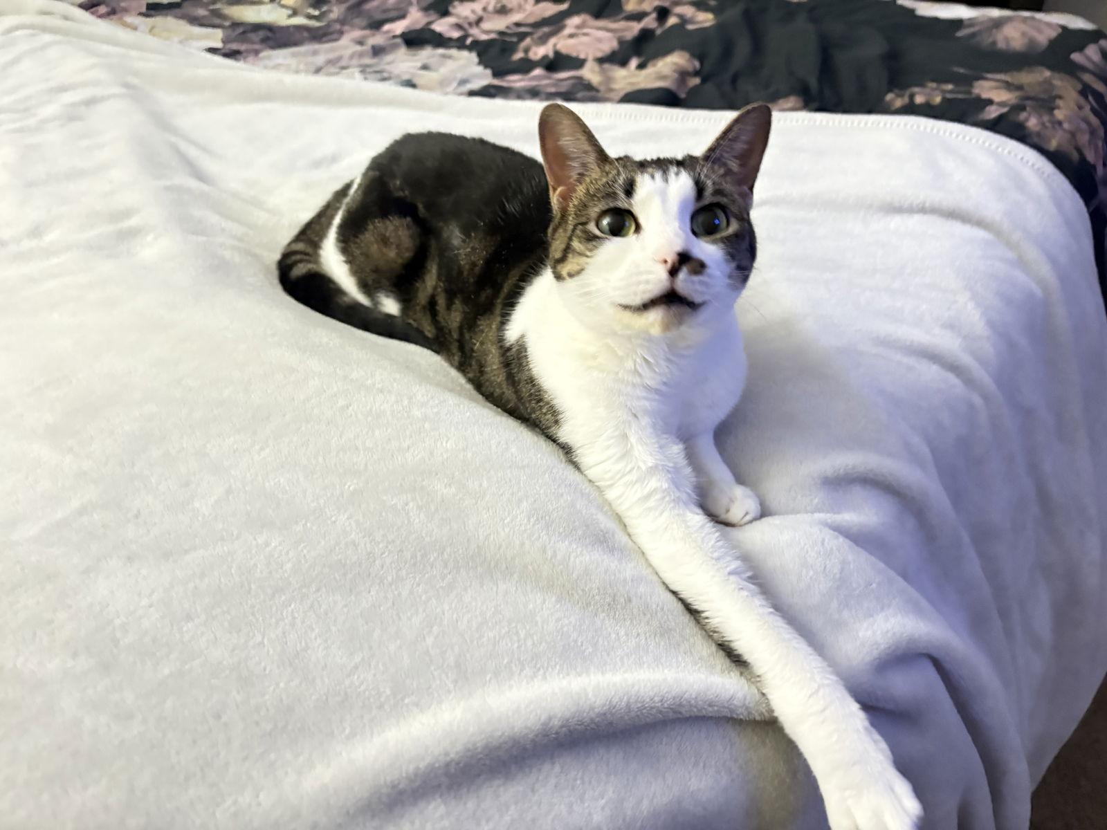 Rosie — thumbnail 3