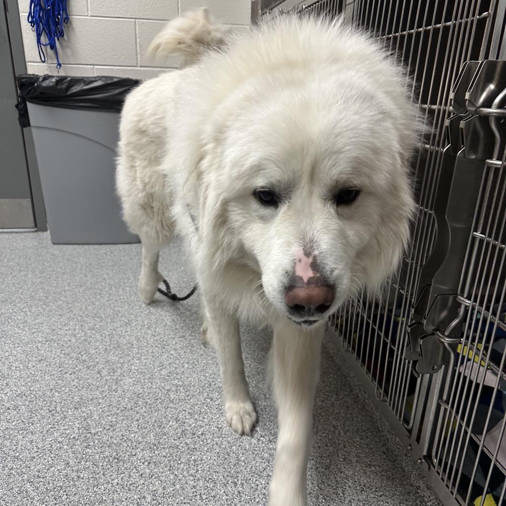 Aldos, a Adoptable Great Pyrenees in Grand Rapids, MI image 1/2