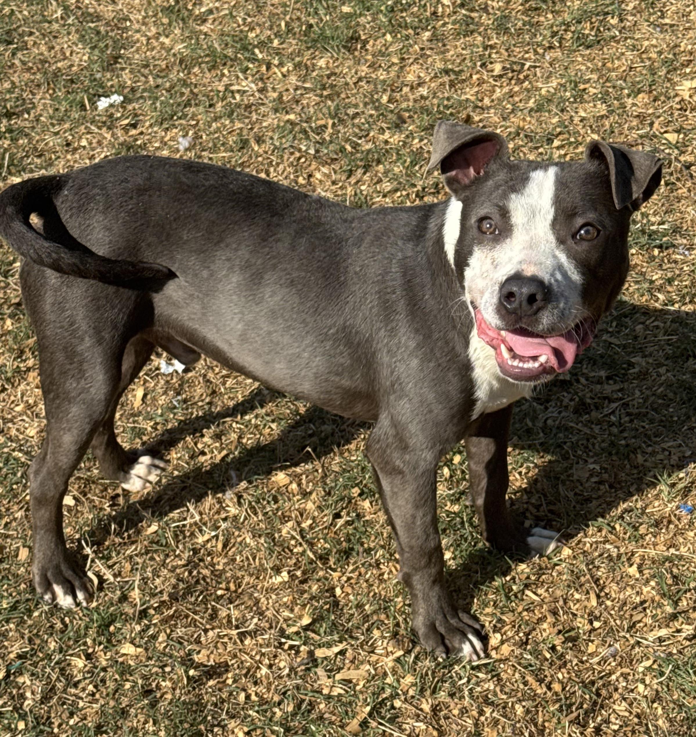 Argos (Scott-Fostered in TN), a ADOPTABLE mixed breed in Brooklyn, CT image 2/4