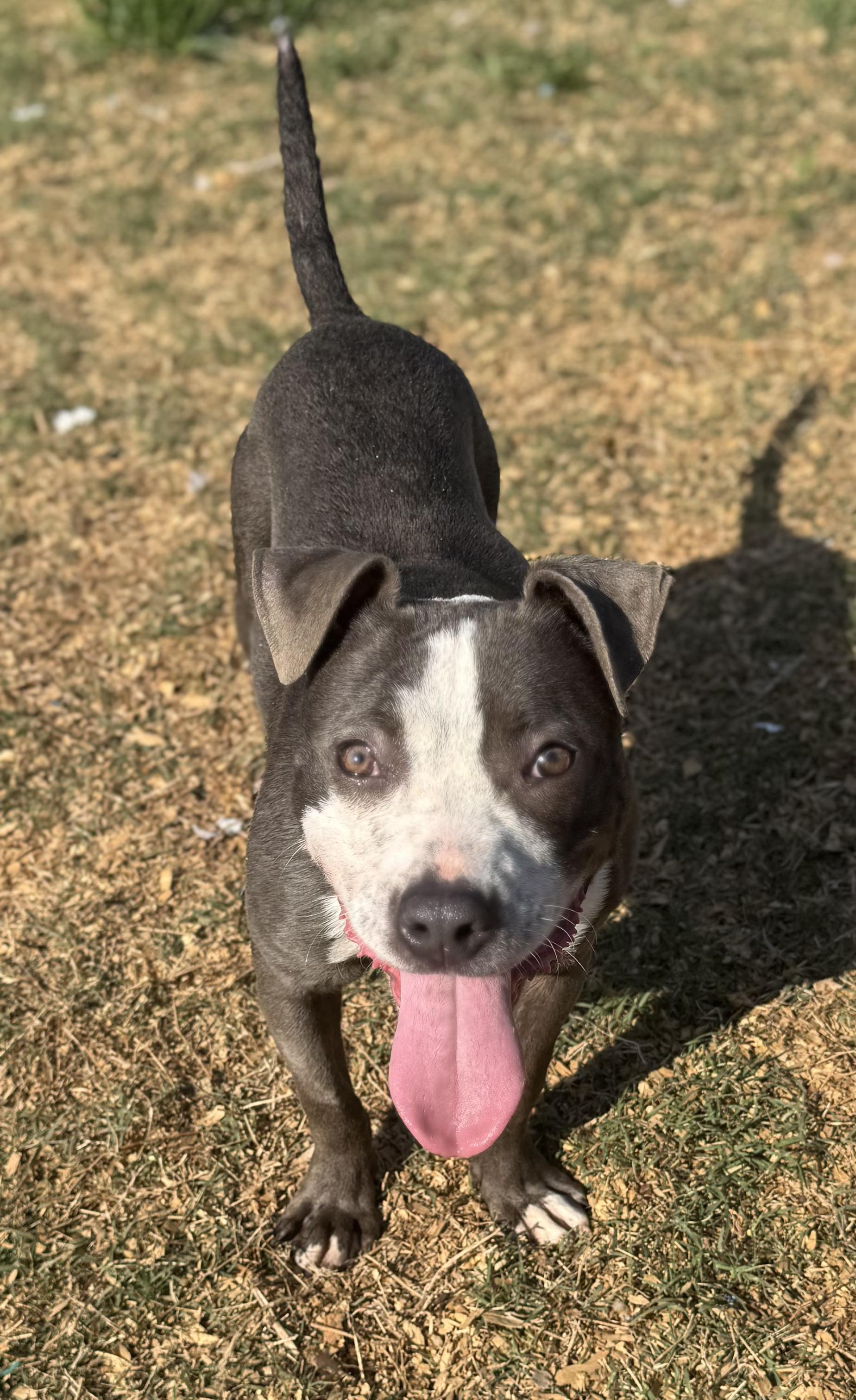 Argos (Scott-Fostered in TN), a ADOPTABLE mixed breed in Brooklyn, CT image 3/4