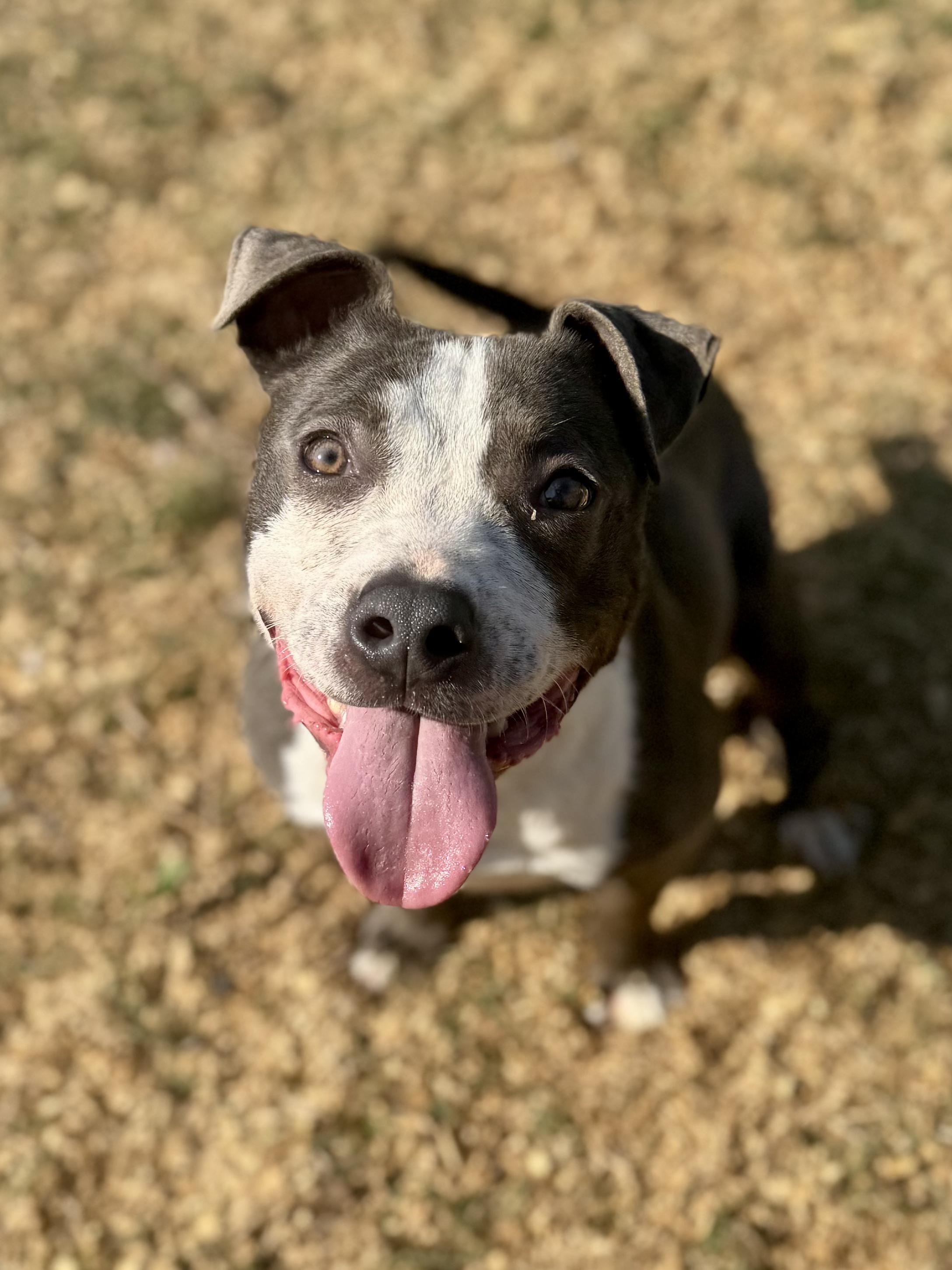 Argos (Scott-Fostered in TN), ADOPTABLE, Young Male Pit Bull Terrier.