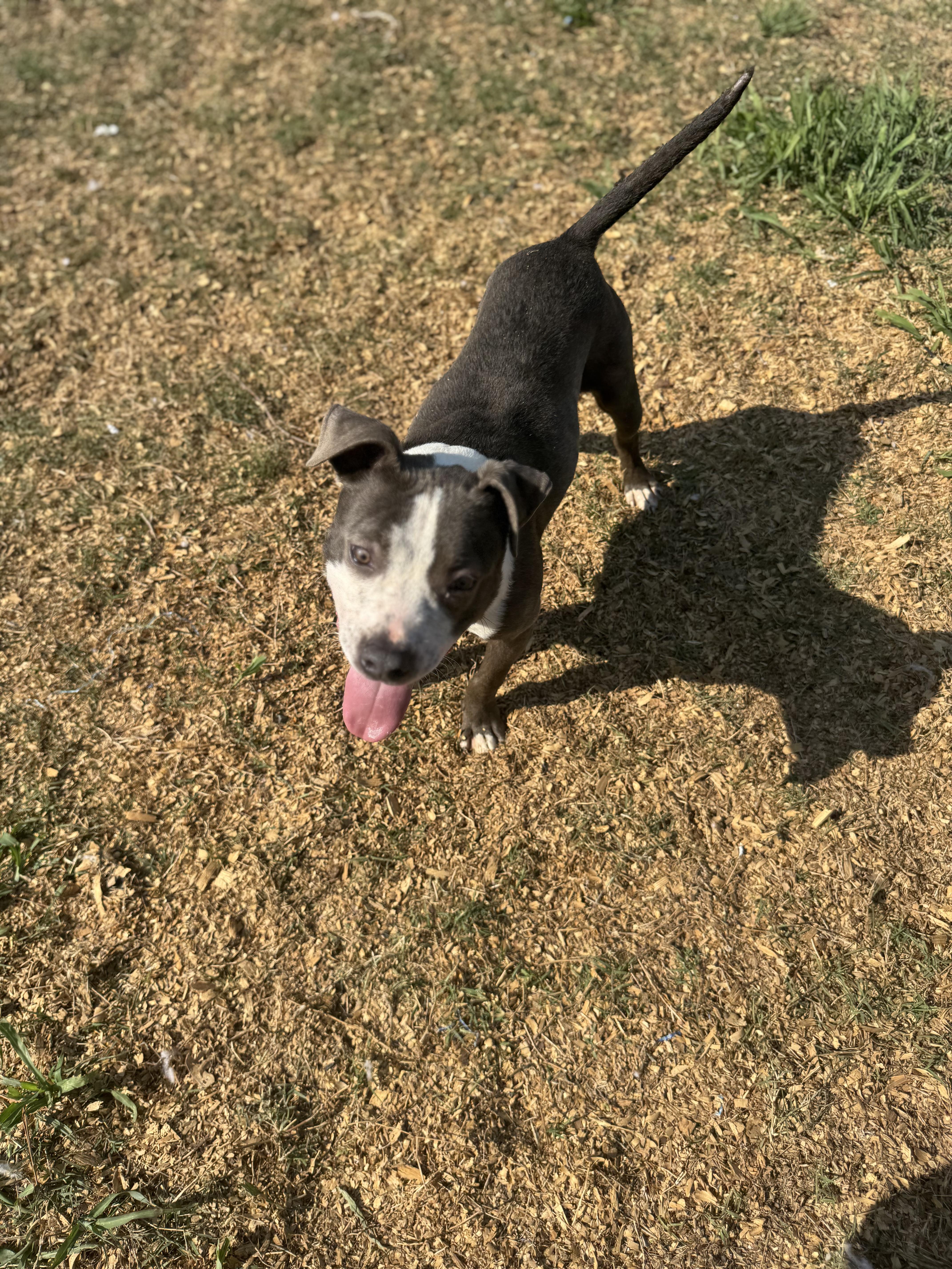 Argos (Scott-Fostered in TN), a ADOPTABLE mixed breed in Brooklyn, CT image 4/4