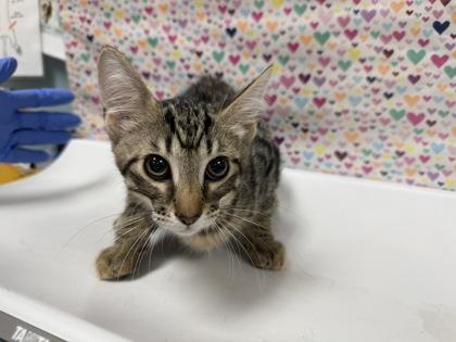 Pascal, a Adoptable Domestic Short Hair in Maumee, OH image 1/2