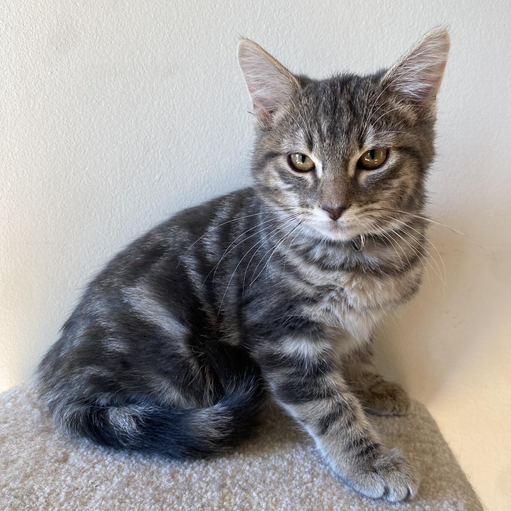 Maya, Adoptable, Kitten Female Domestic Medium Hair.