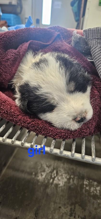 Dottie, Adoptable, Puppy Female Great Pyrenees & Mixed Breed.