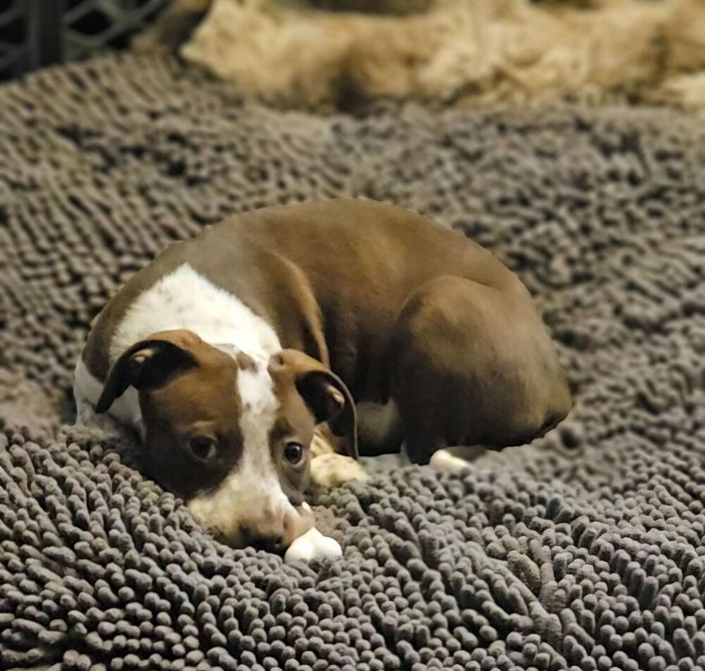 Maple (Izzy), Adoptable, Puppy Female Australian Cattle Dog / Blue Heeler.