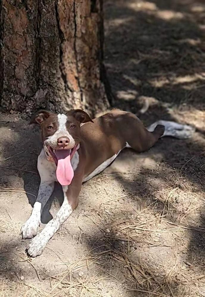 Enlarge Maple (Izzy), a Adoptable mixed breed in Colorado Springs, CO image 2/5