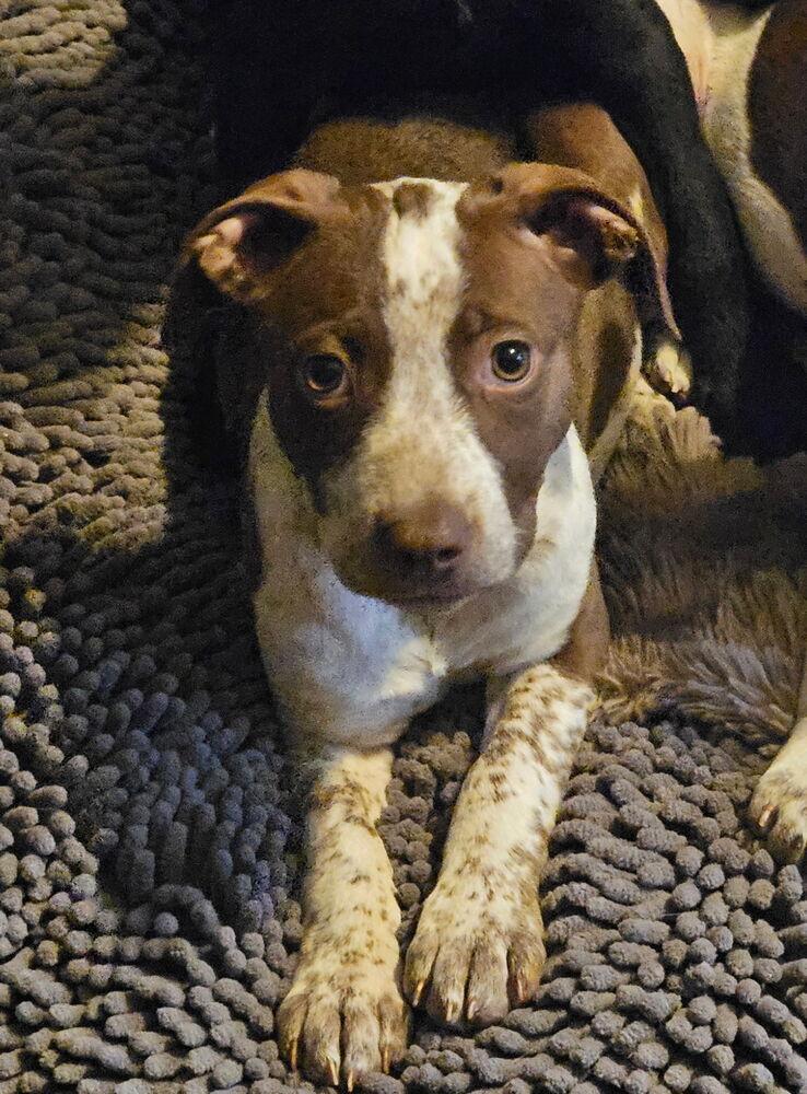 Enlarge Maple (Izzy), a Adoptable mixed breed in Colorado Springs, CO image 3/5
