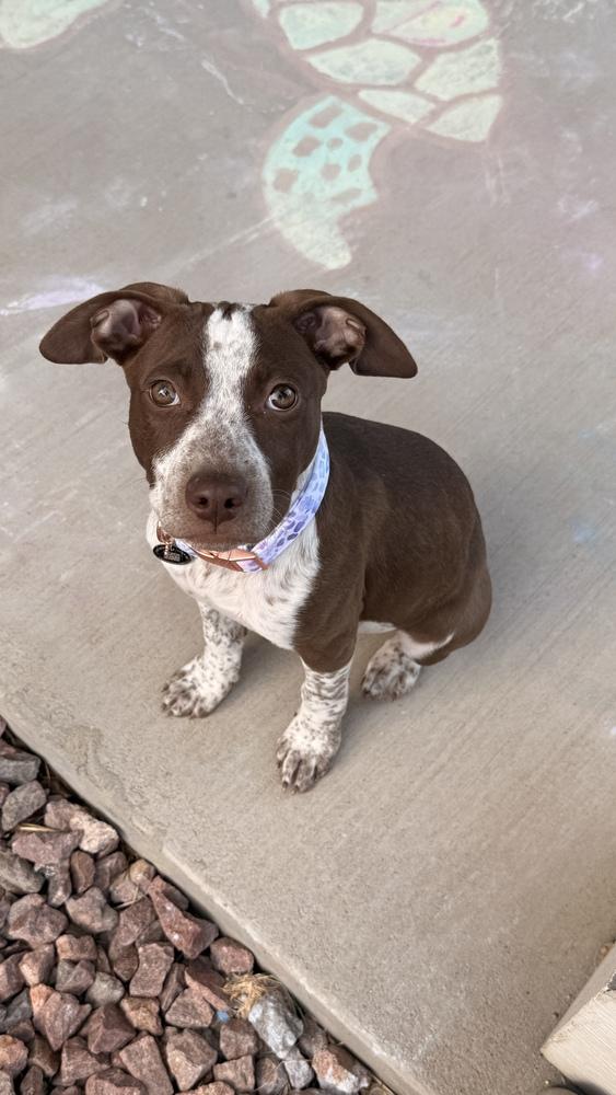 Enlarge Maple (Izzy), a Adoptable mixed breed in Colorado Springs, CO image 4/5