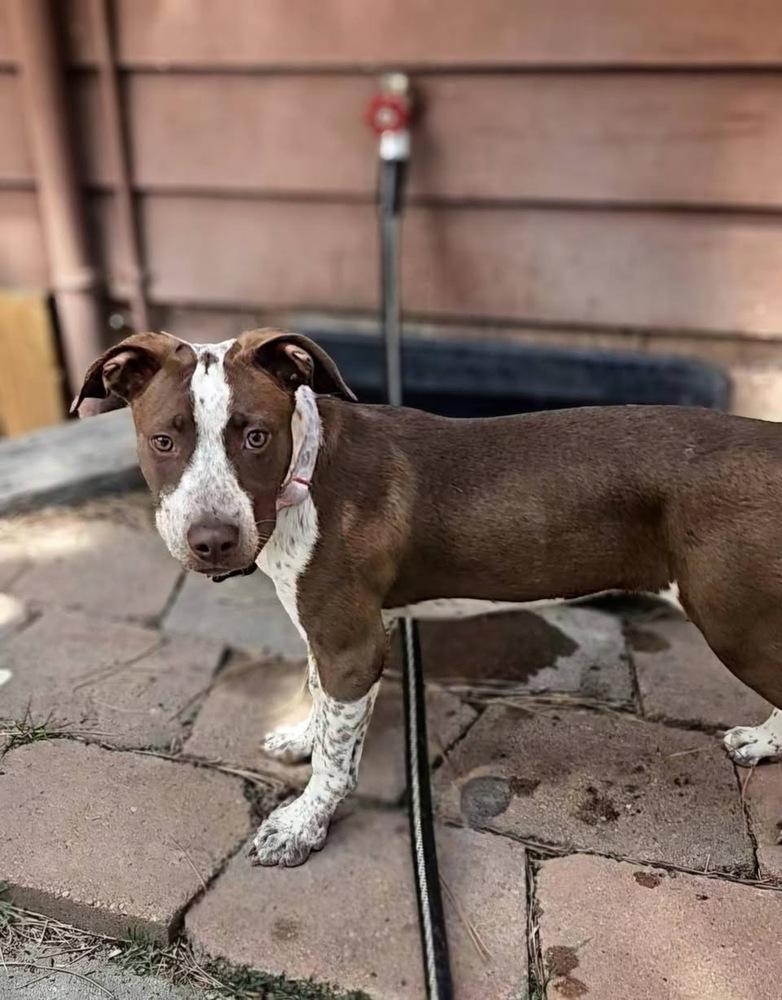 Enlarge Maple (Izzy), a Adoptable mixed breed in Colorado Springs, CO image 5/5