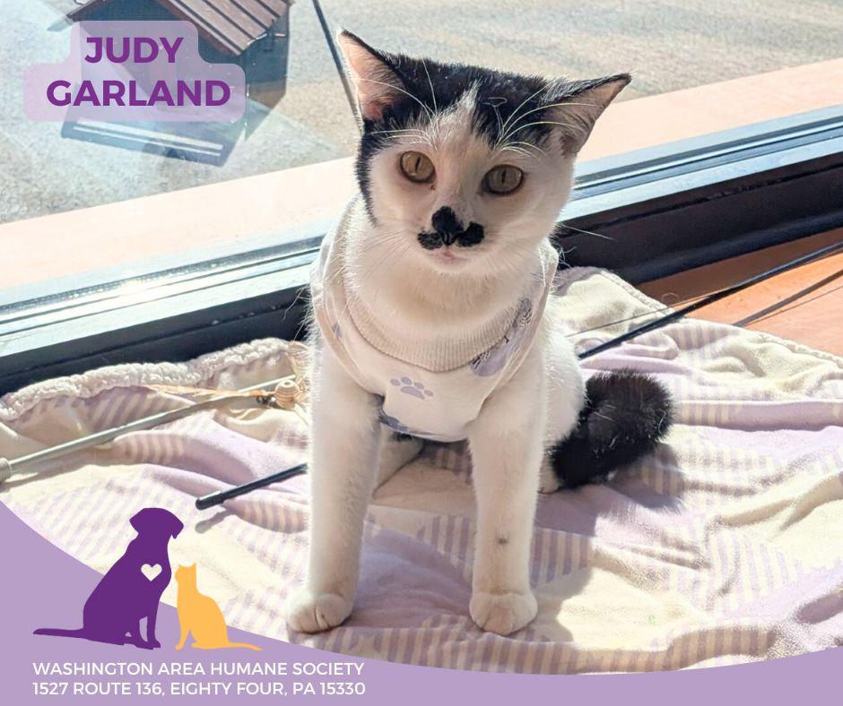 Judy Garland, ADOPTABLE, Young Female Domestic Short Hair.