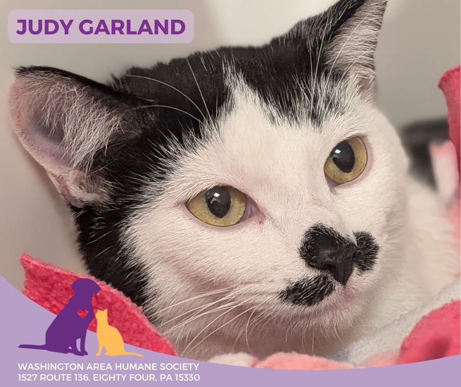 Judy Garland, ADOPTABLE, Young Female Domestic Short Hair.