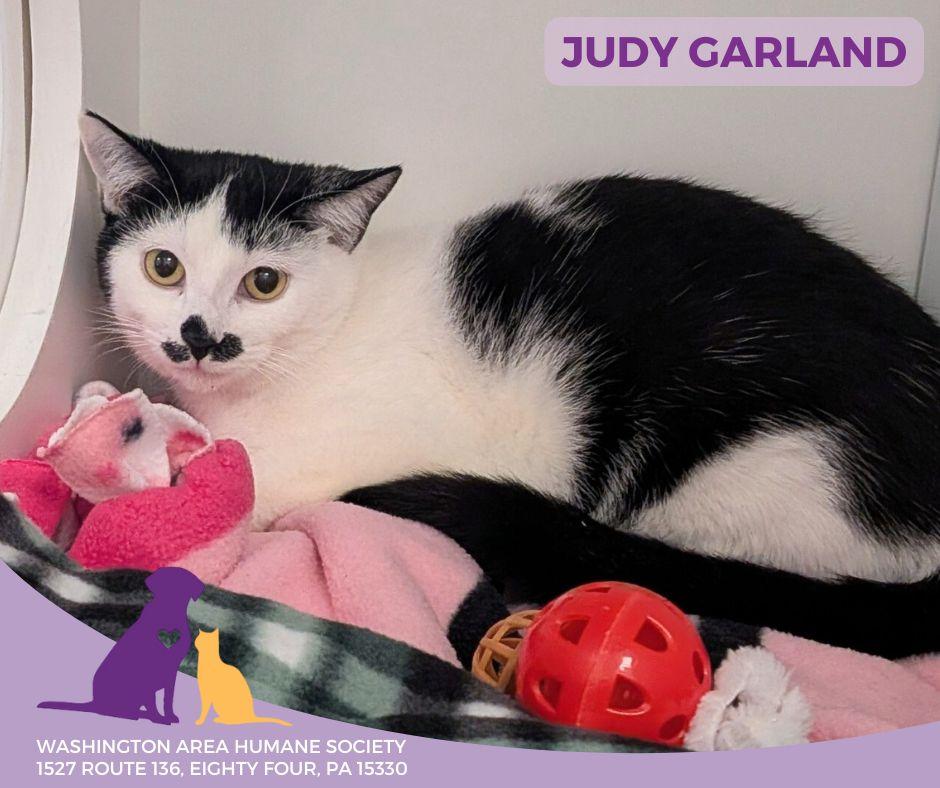 Judy Garland, a ADOPTABLE mixed breed in Eighty Four, PA image 2/2