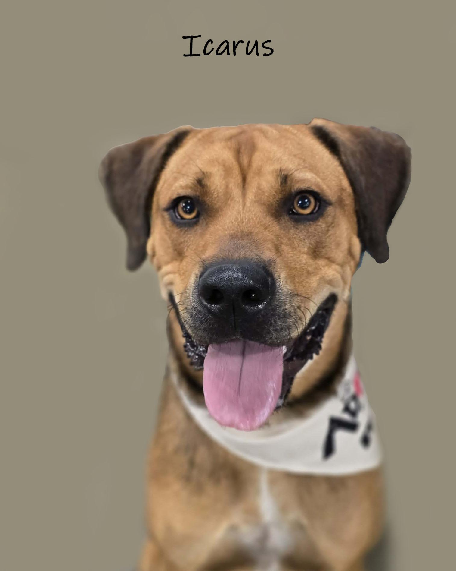 Icarus, Adoptable, Adult Male Mastiff.