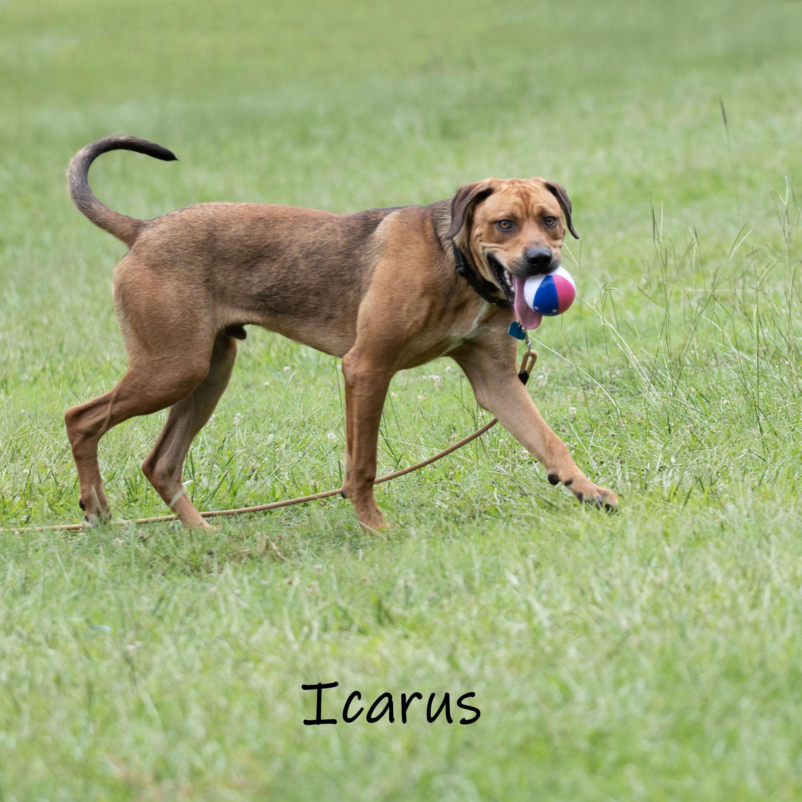 Icarus, a ADOPTABLE Mastiff in Bishop, GA image 5/6