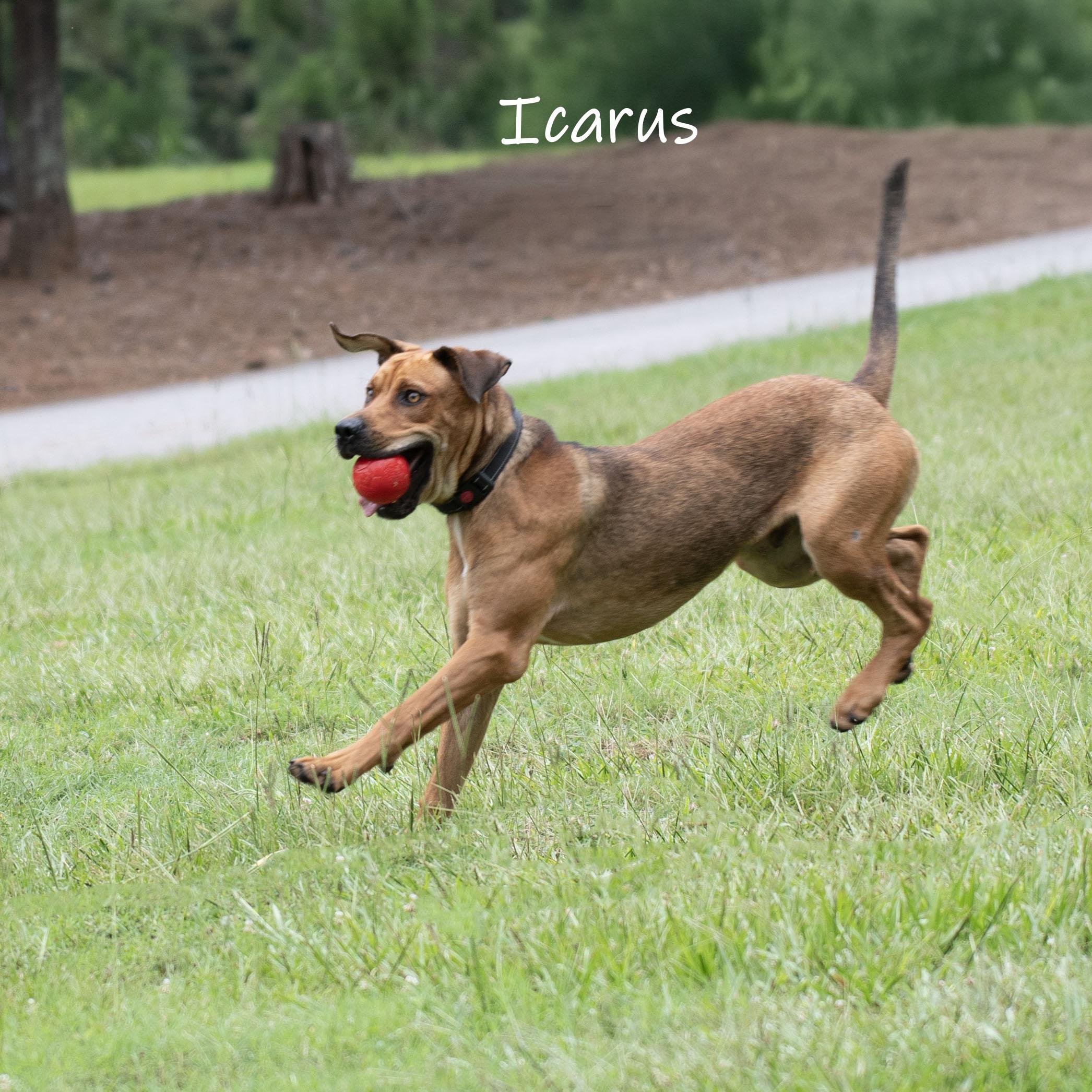 Icarus, a ADOPTABLE Mastiff in Bishop, GA image 4/6