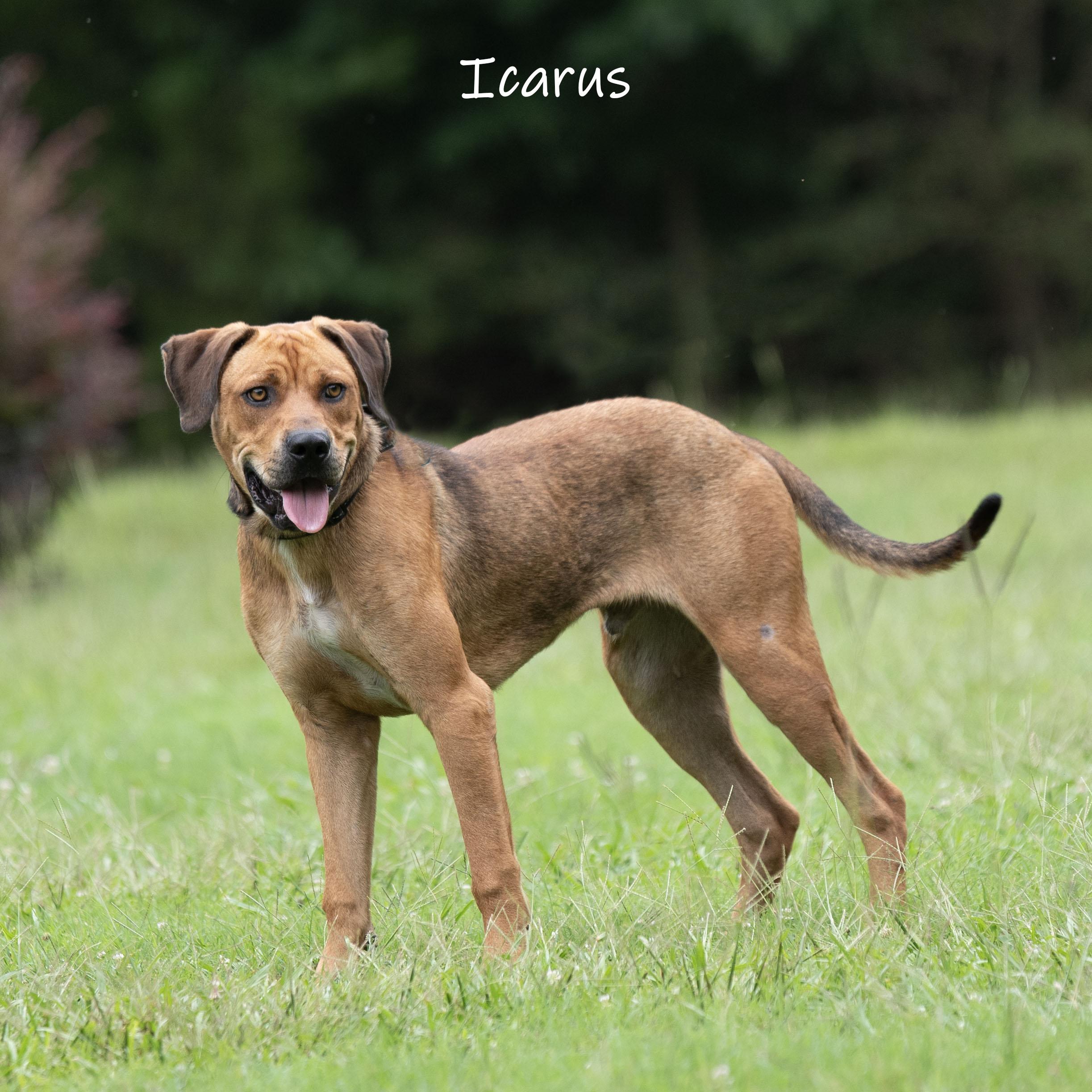 Icarus, a ADOPTABLE Mastiff in Bishop, GA image 1/6