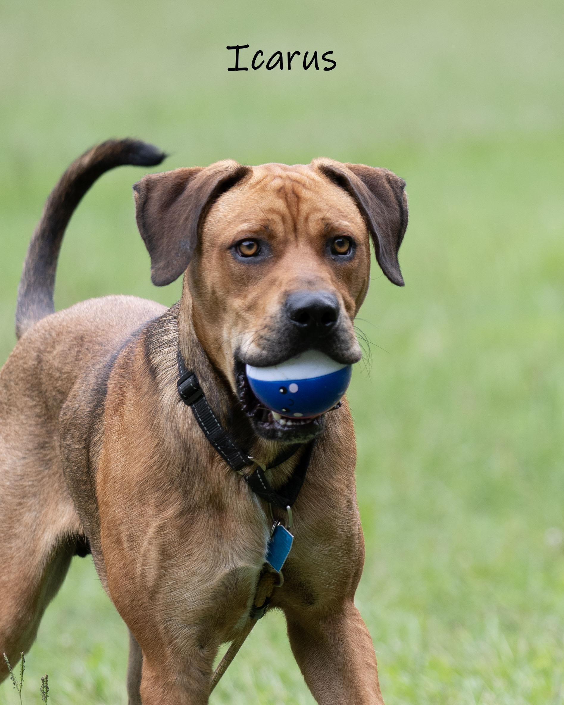 Icarus, a ADOPTABLE Mastiff in Bishop, GA image 2/6