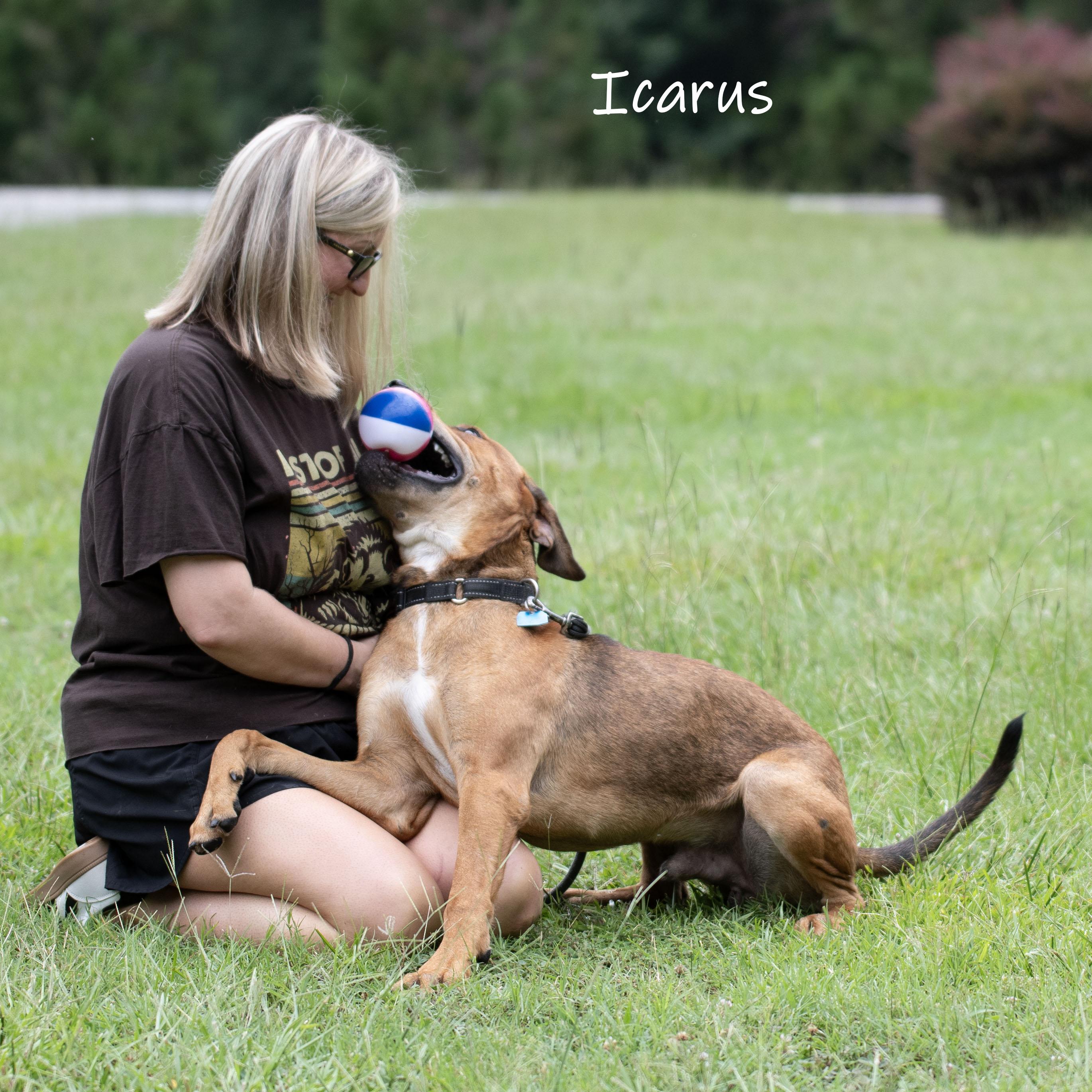 Icarus, a ADOPTABLE Mastiff in Bishop, GA image 3/6