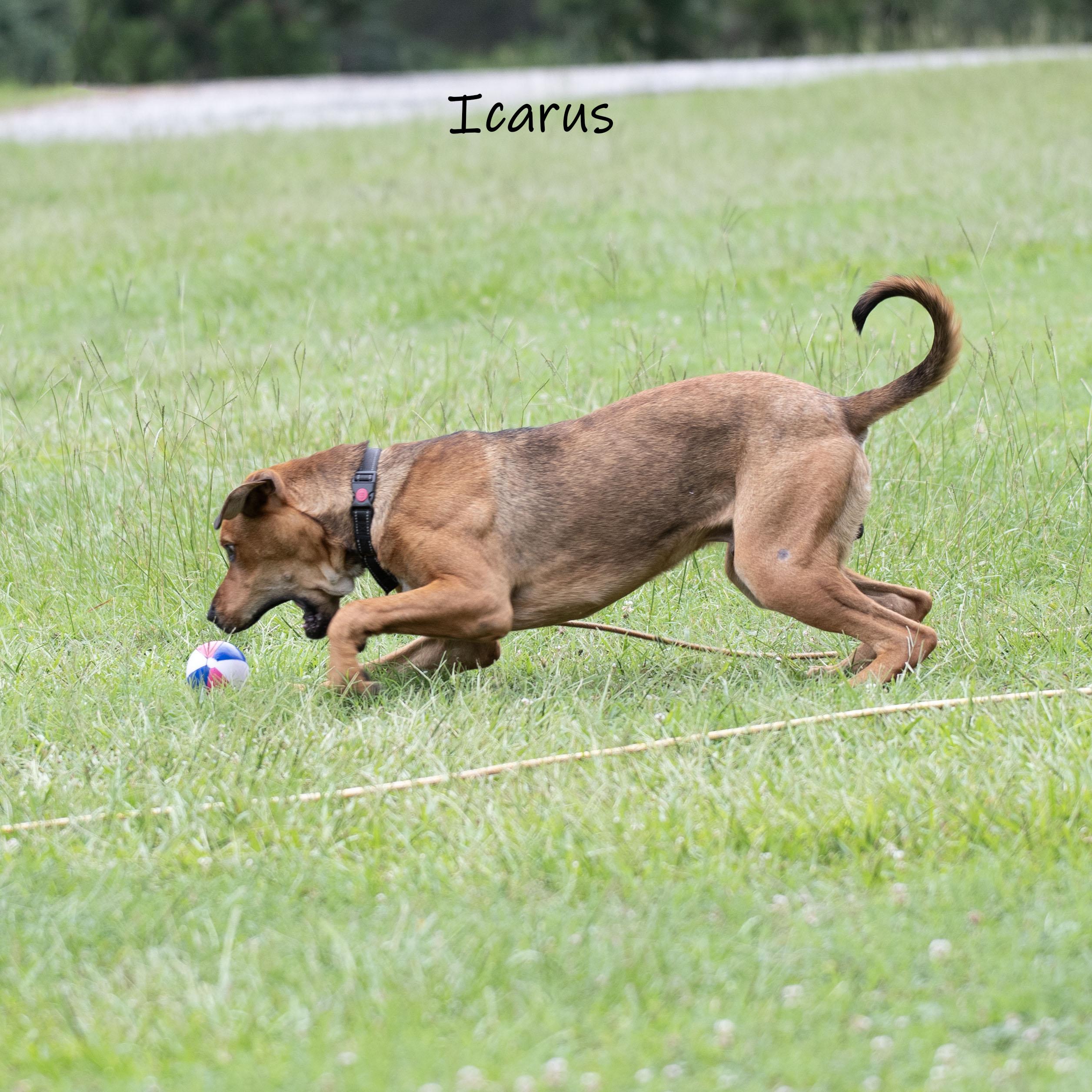 Icarus, a ADOPTABLE Mastiff in Bishop, GA image 6/6